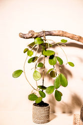 Hoya diversifolia